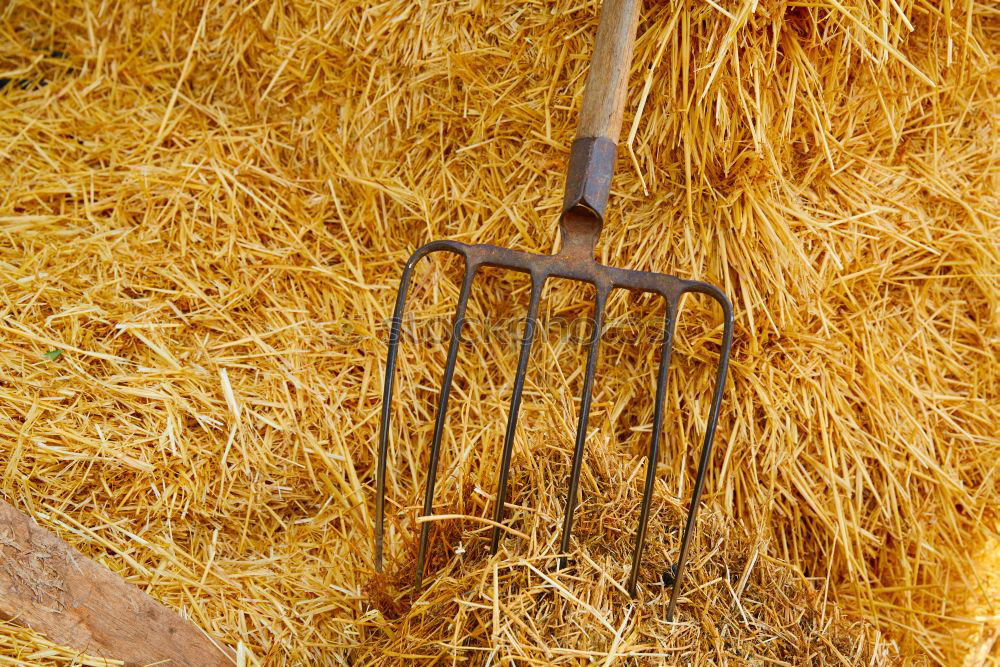 Similar – Image, Stock Photo spring cleaning