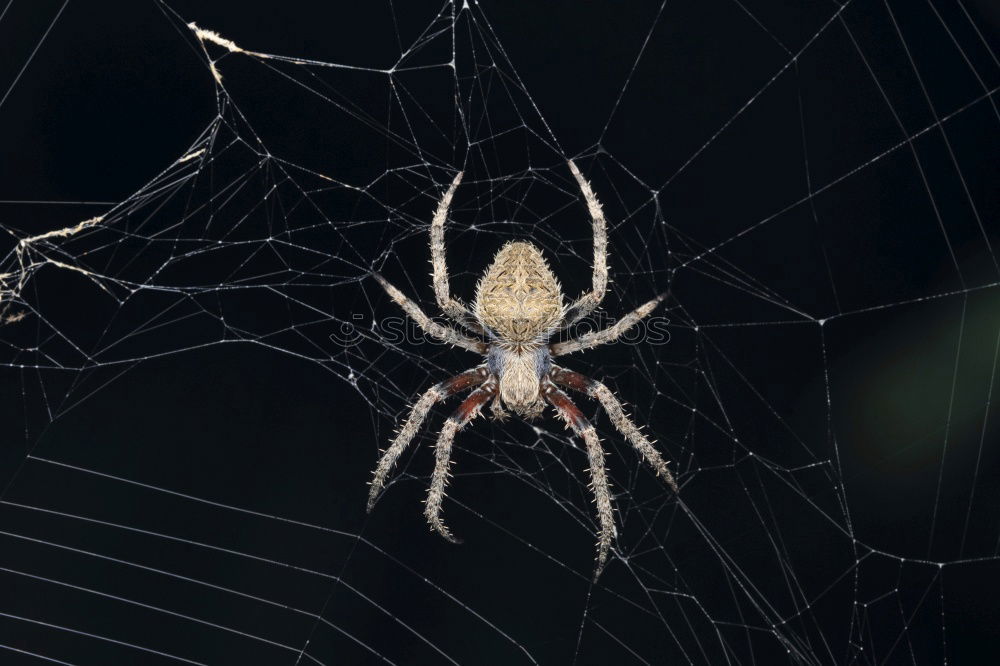 Similar – Pretty cross spider sits in her web waiting for prey