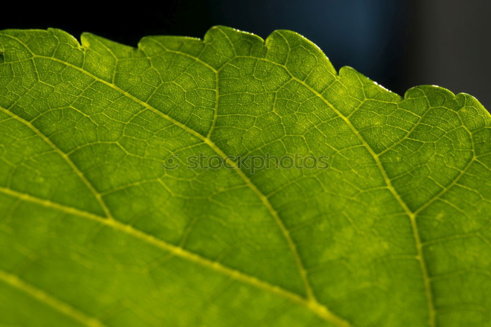 Similar – Image, Stock Photo so green Ivy Plant Stalk