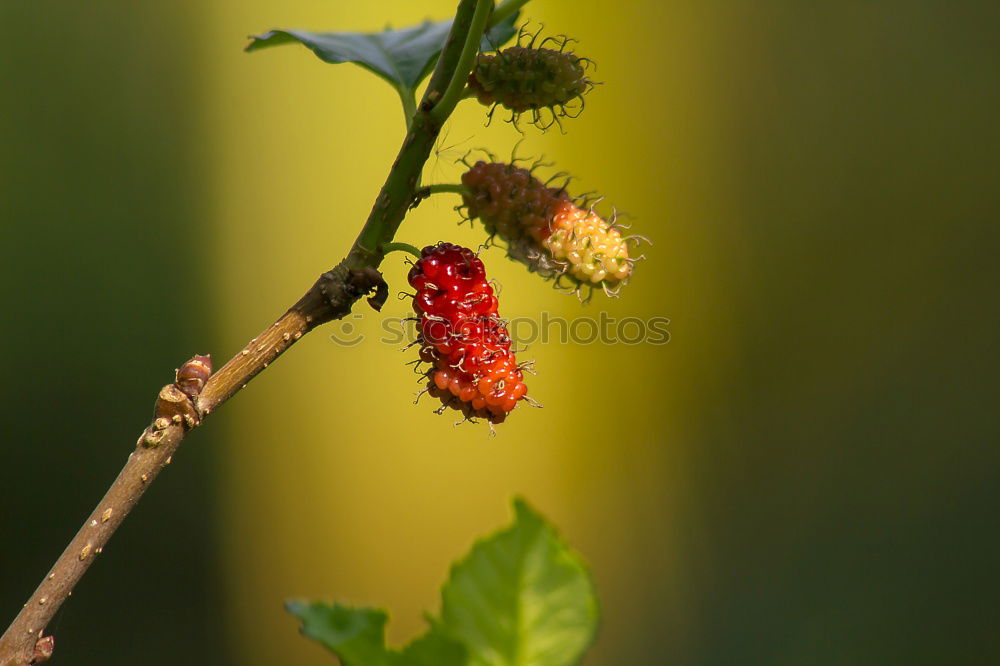 Similar – Image, Stock Photo rose hips Dog rose