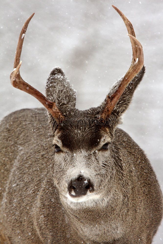 Similar – Portrait of a fallow deer looking back