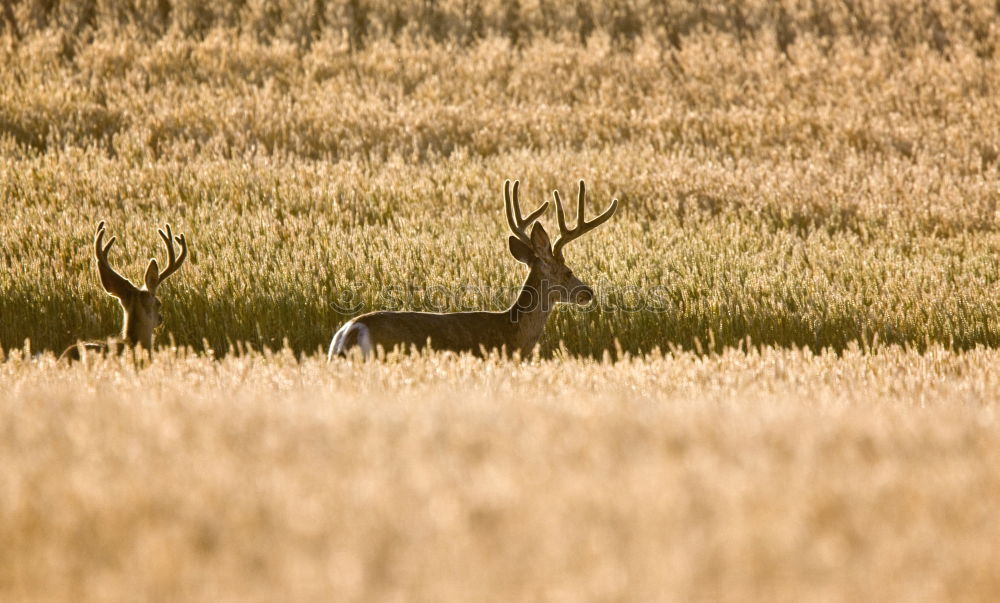 Similar – Foto Bild rehlein Natur Landschaft