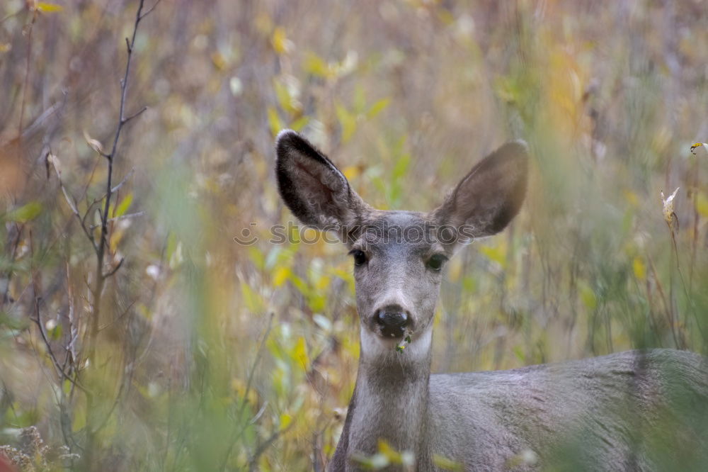 Similar – munching deer Animal