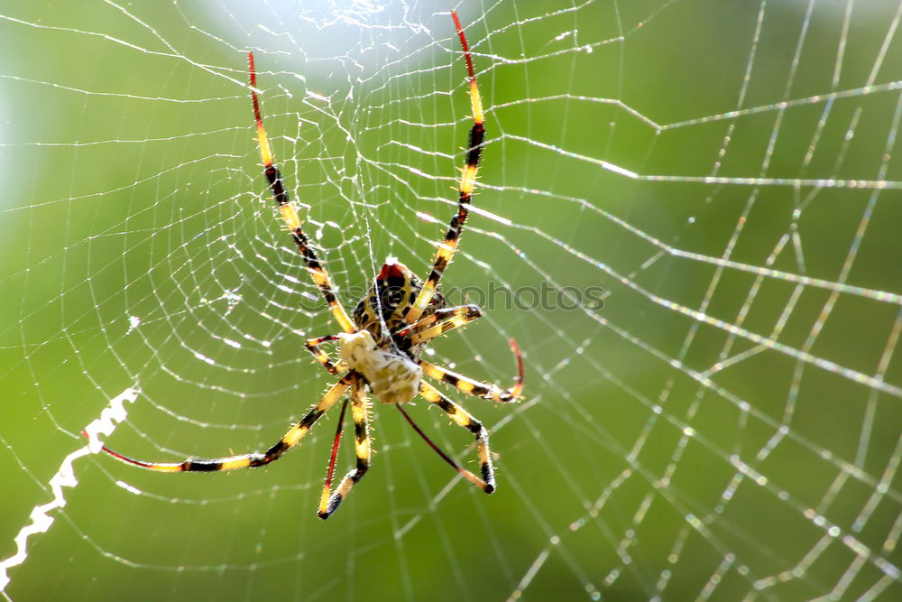 Similar – Image, Stock Photo wasp spider Nature