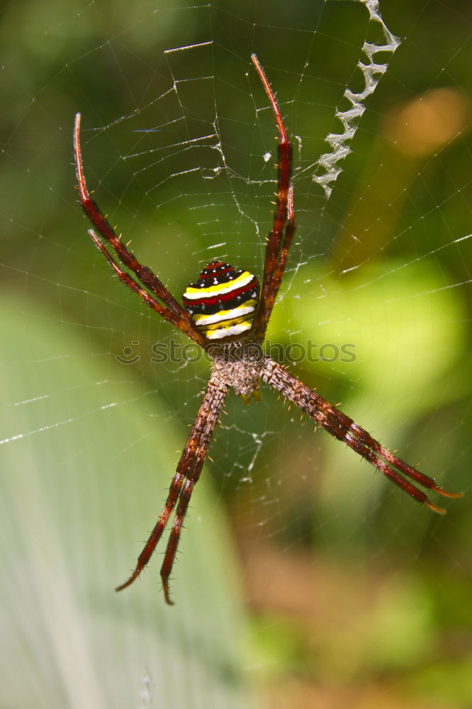 Similar – Image, Stock Photo wasp spider Plant Animal