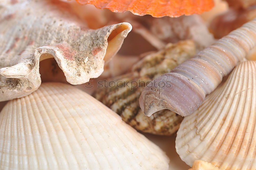 Similar – Image, Stock Photo hungry Shrimp Ocean Animal