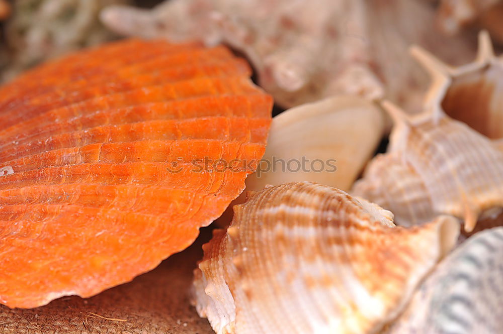 Similar – Muscheln Strand