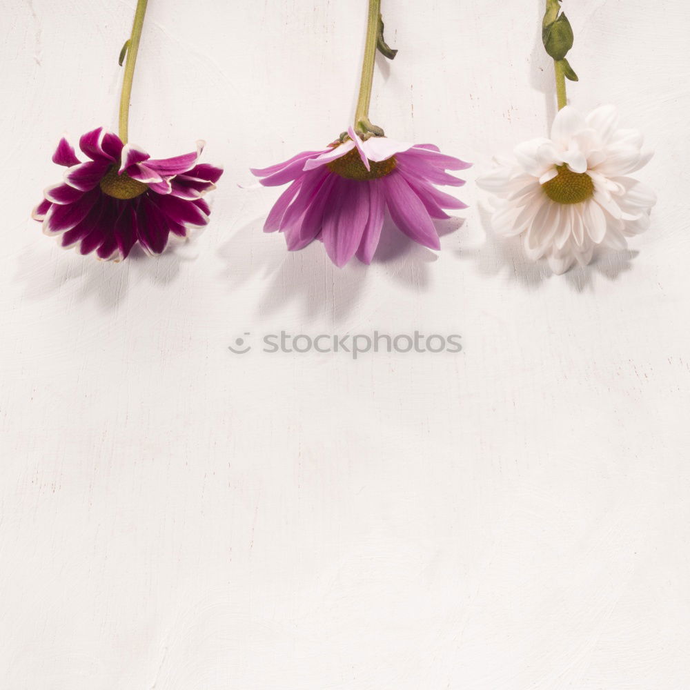 Similar – Image, Stock Photo spring bloomers Nature