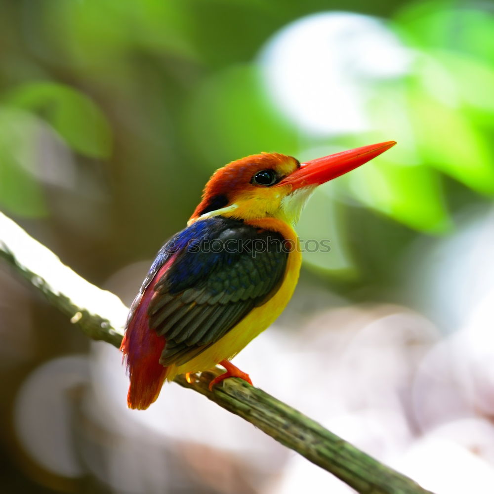 Similar – Kingfisher on Sri Lanka