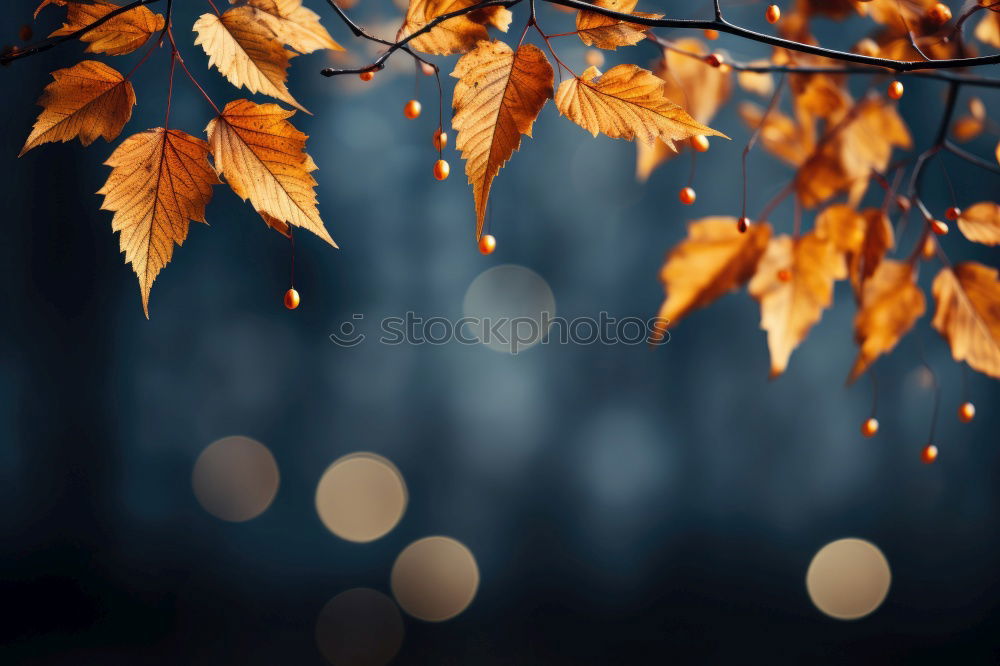 Similar – Autumn 5 Leaf Window Light