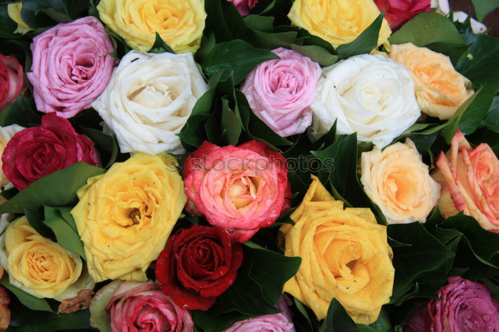 Similar – Image, Stock Photo Flower bouquet. Plant Rose