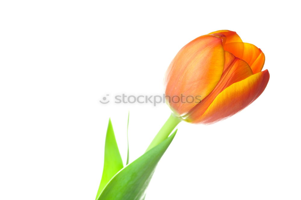 Similar – tulip Garden Decoration