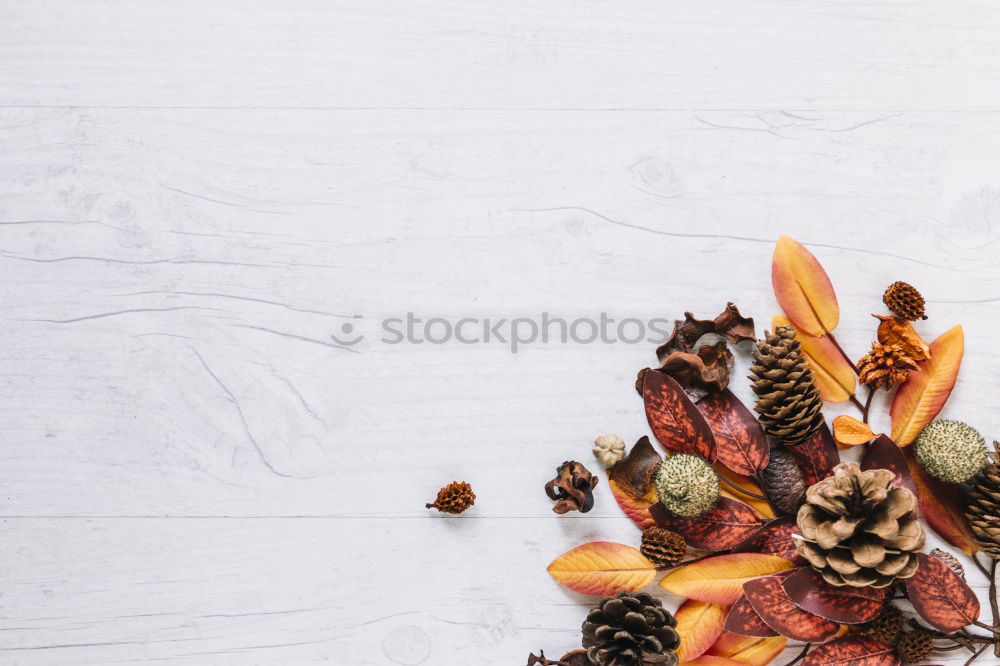 Similar – Image, Stock Photo Female hands holding twigs with autumn leaves