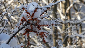 Similar – Image, Stock Photo tenons Environment Nature
