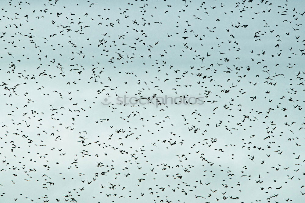 Similar – Vögel Vogel Bewegung