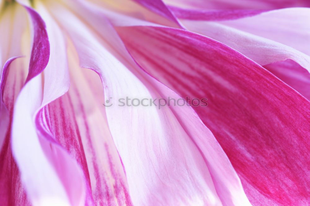 Similar – Image, Stock Photo Pink Blossoms Flower