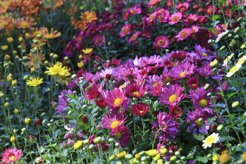 Similar – Image, Stock Photo motley flower bed flowers