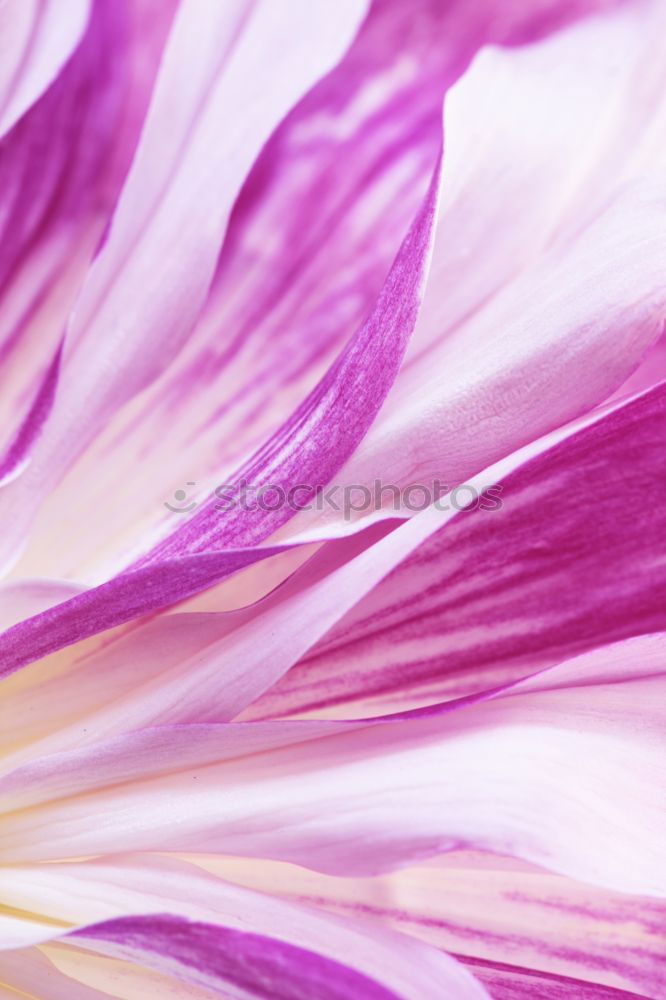 Similar – Image, Stock Photo Pink Blossoms Flower