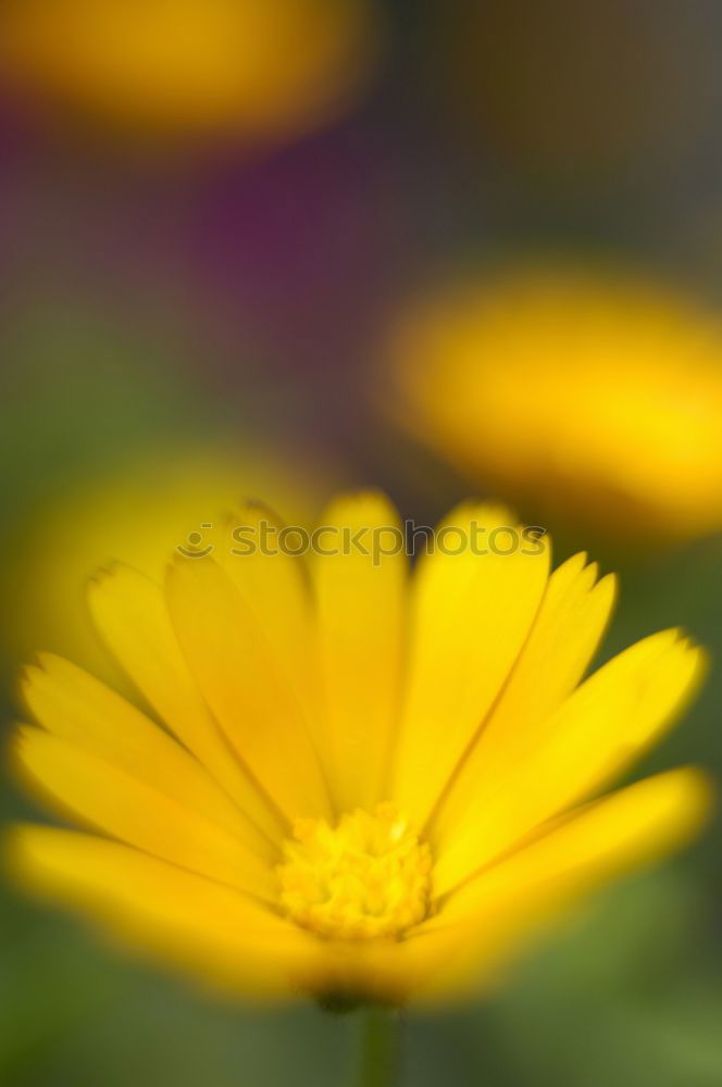 Similar – Image, Stock Photo Autumn flowers II Summer