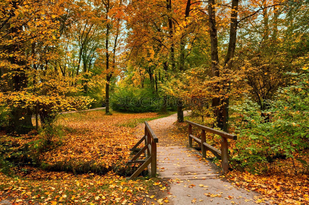 Similar – Image, Stock Photo Forest alley with autumn leaves and wooden bench