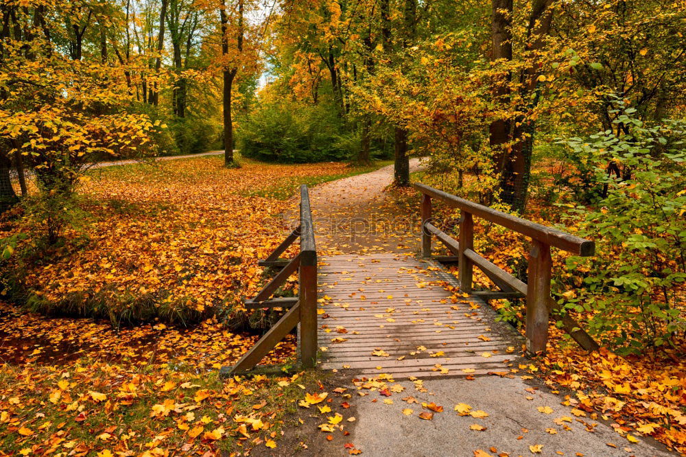 Similar – Image, Stock Photo Forest alley with autumn leaves and wooden bench