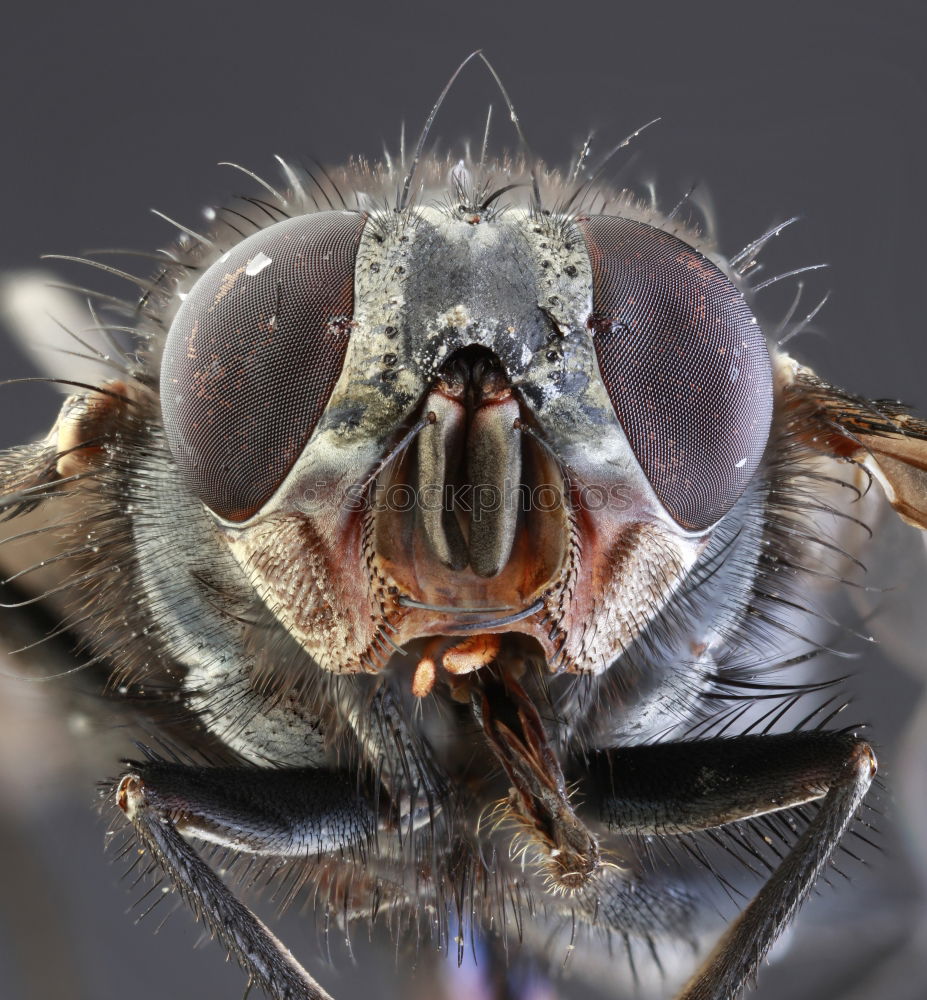 Similar – Image, Stock Photo Life in a drop of water (water flea)