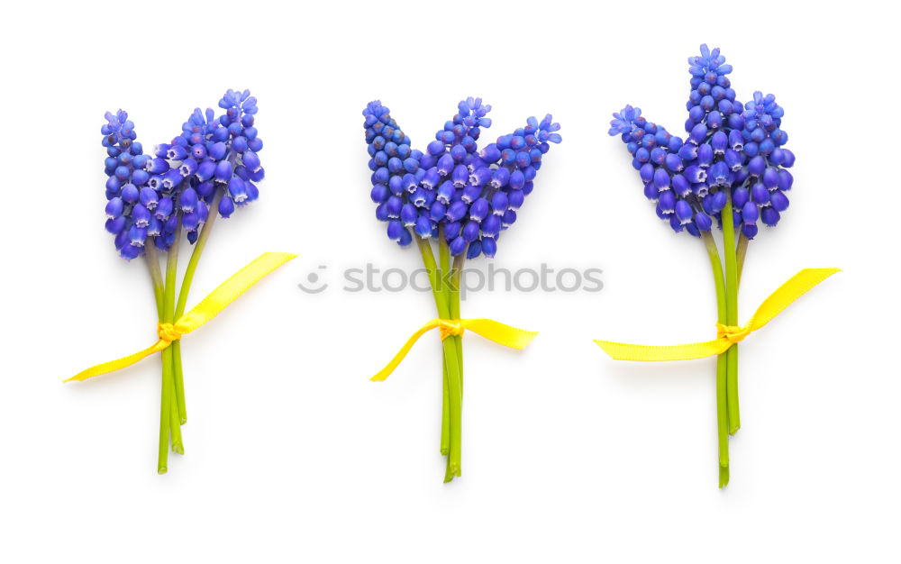 Similar – Image, Stock Photo Yellow background with blue flowers, mouse hyacinth