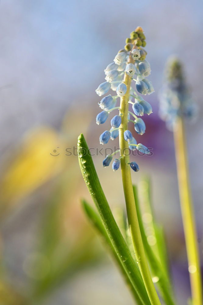 Image, Stock Photo spring bloomers Nature