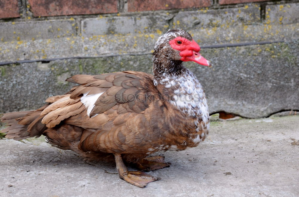 Similar – Image, Stock Photo Quick, over in slippers.