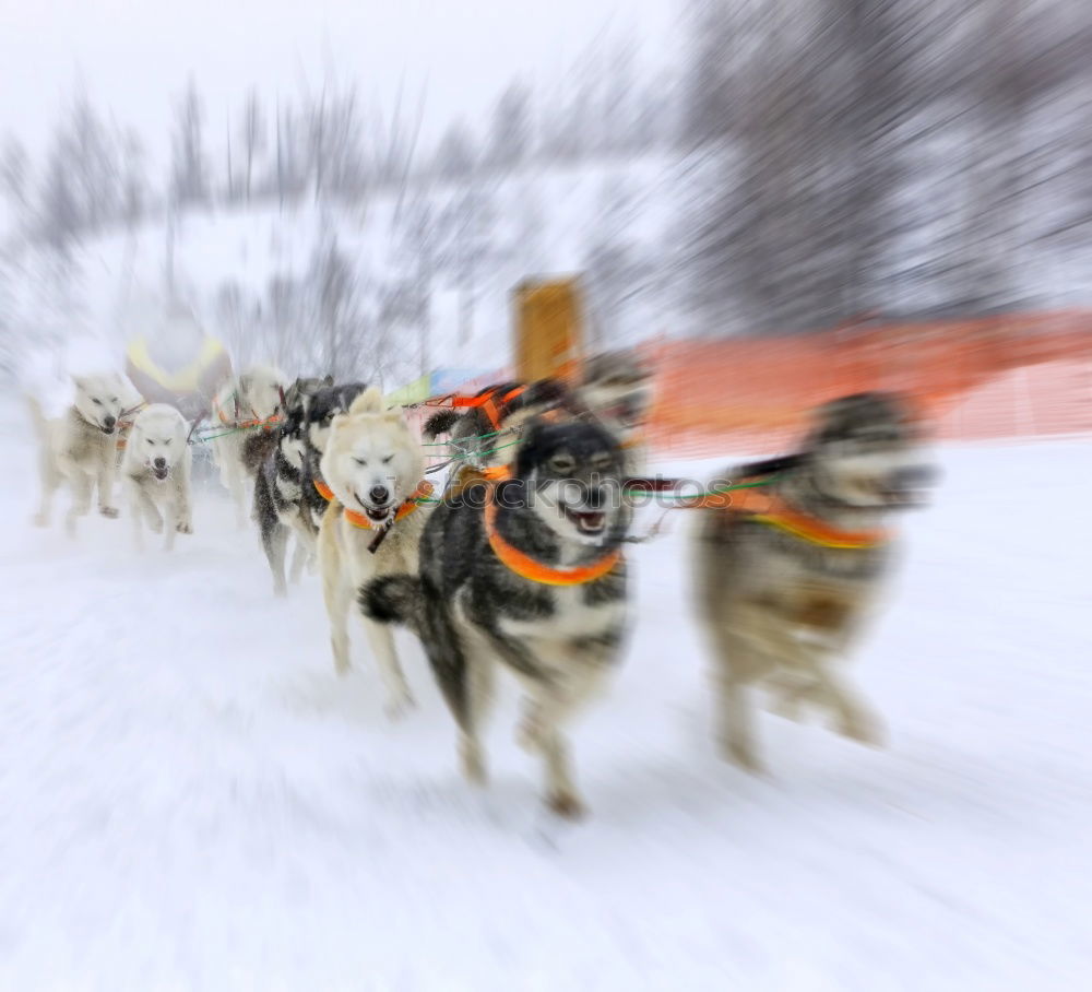 Similar – Image, Stock Photo Dog team in front of a dog sled after a sled ride