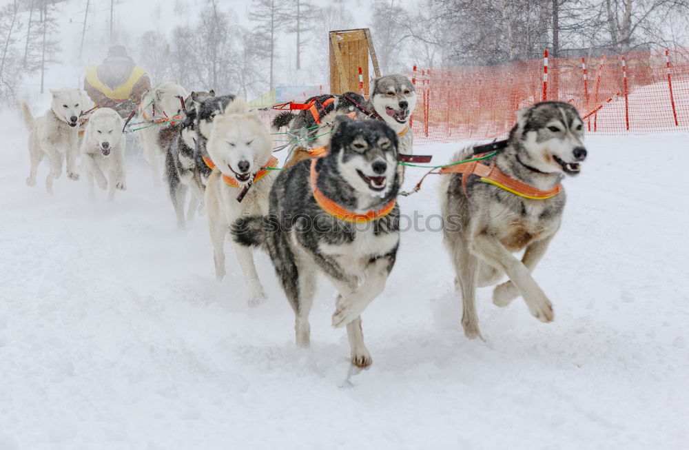 Similar – Image, Stock Photo Dog team in front of a dog sled after a sled ride