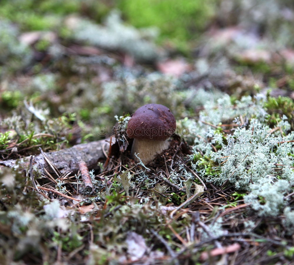 Similar – Image, Stock Photo Chestnut during sunbathing