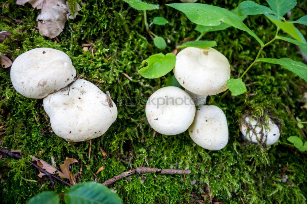 Similar – tree mushroom Tree