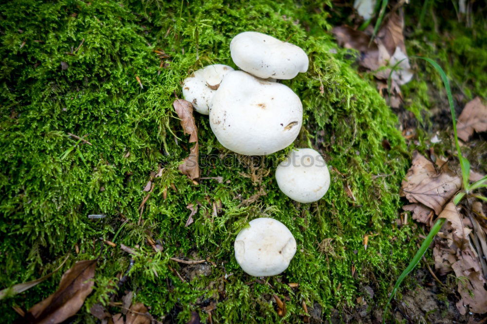 Similar – Foto Bild Stachelköpfchen Natur