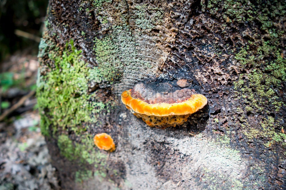 beard Fruit Nature Autumn