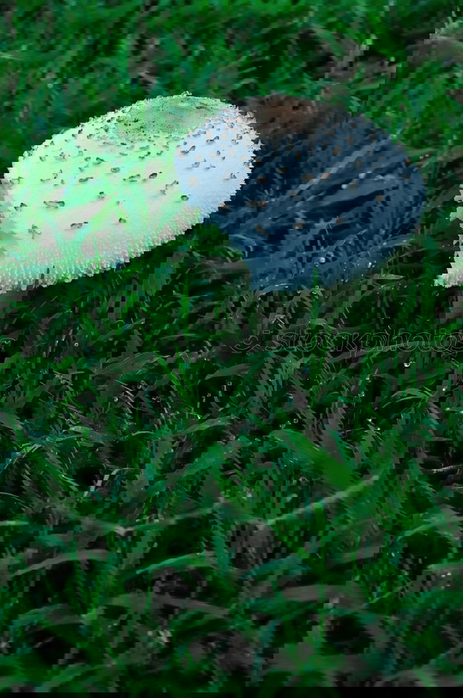 Similar – Image, Stock Photo Space Balls Mushroom Moss