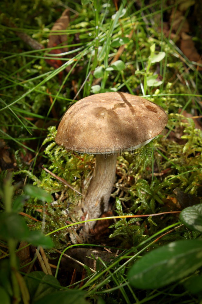 Similar – Image, Stock Photo mushrooms Nature Autumn