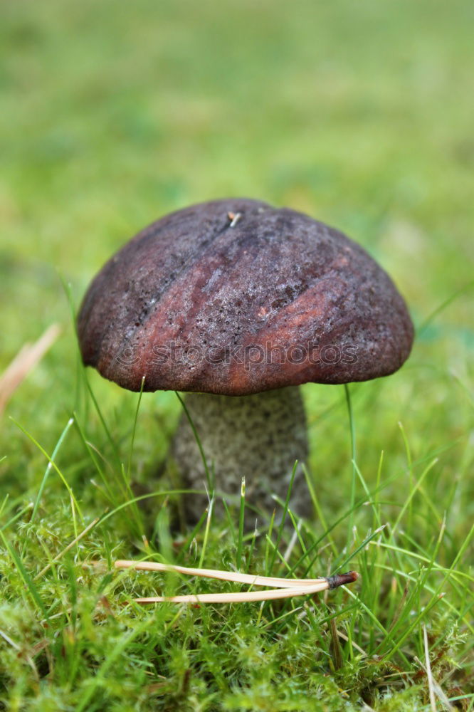 Similar – Nahaufnahme eines Maronenröhrlings am Waldboden mit Regentropfen