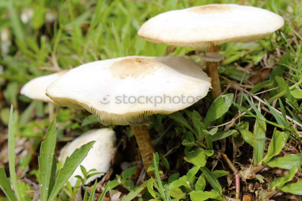 Similar – Image, Stock Photo 3 Boletus Leaf Forest