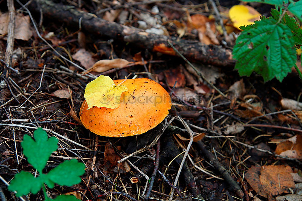 Similar – mushroom picking… Forest