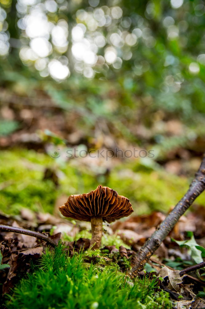 Similar – Image, Stock Photo Chestnut after the rain