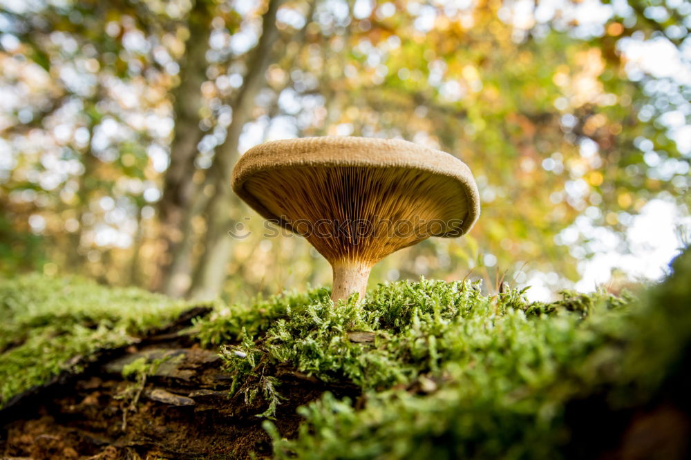 Similar – Image, Stock Photo Upside-down world /Pale mushrooms found in the forest on brown leaves, end of December.