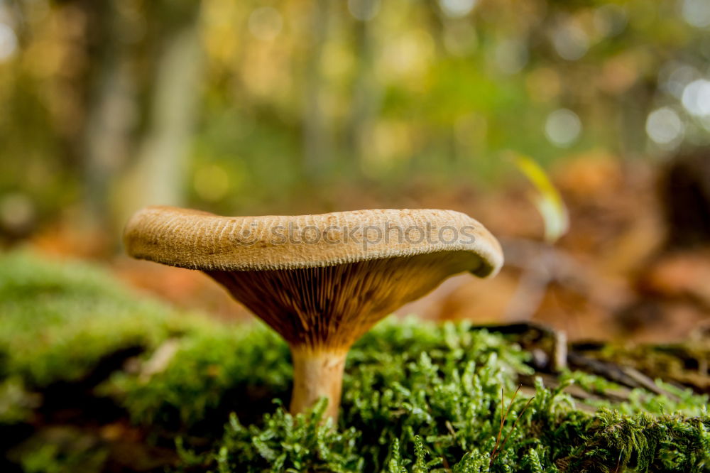 Similar – roe deer brown roof mushroom