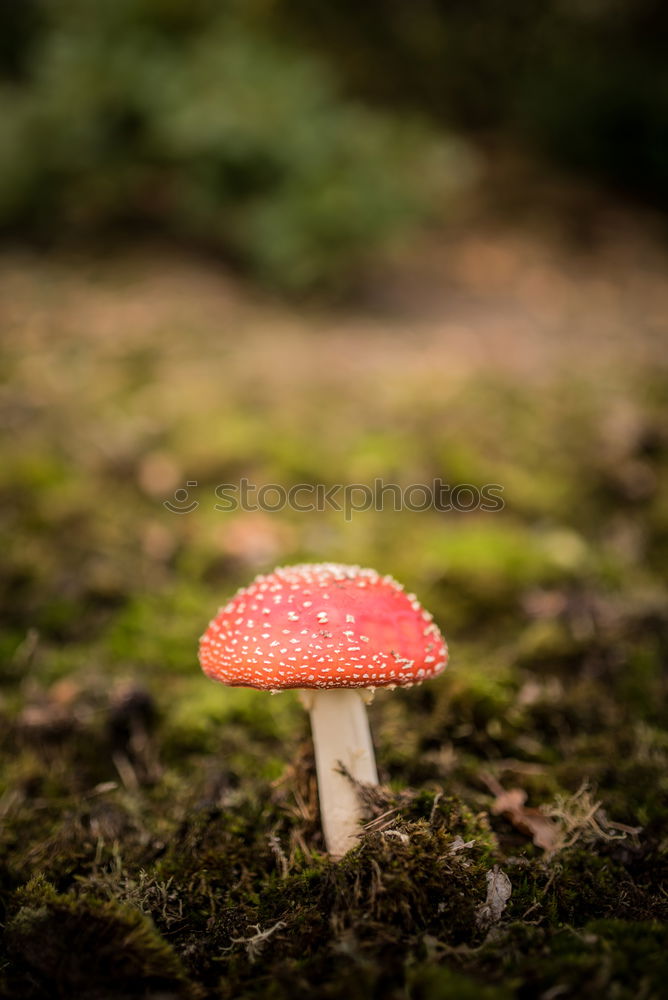 Similar – fly agaric Nature Plant