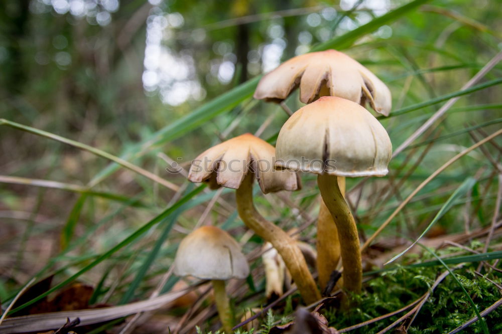 Similar – Ein Riesenschirmling auf der Wiese aus der Froschperspektive