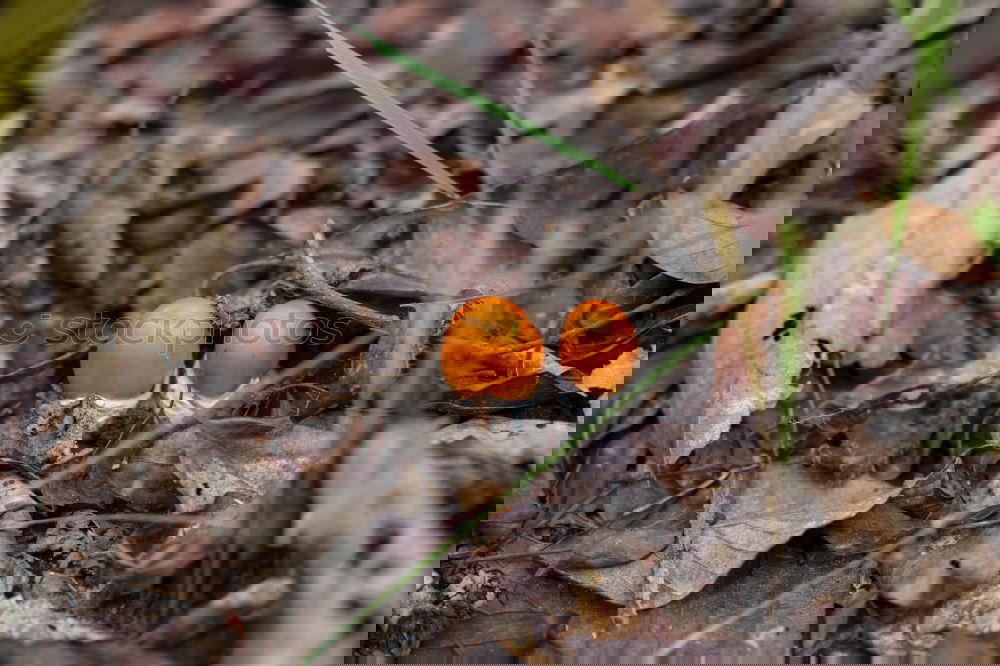 Similar – Image, Stock Photo anfang und ende Bärlauch