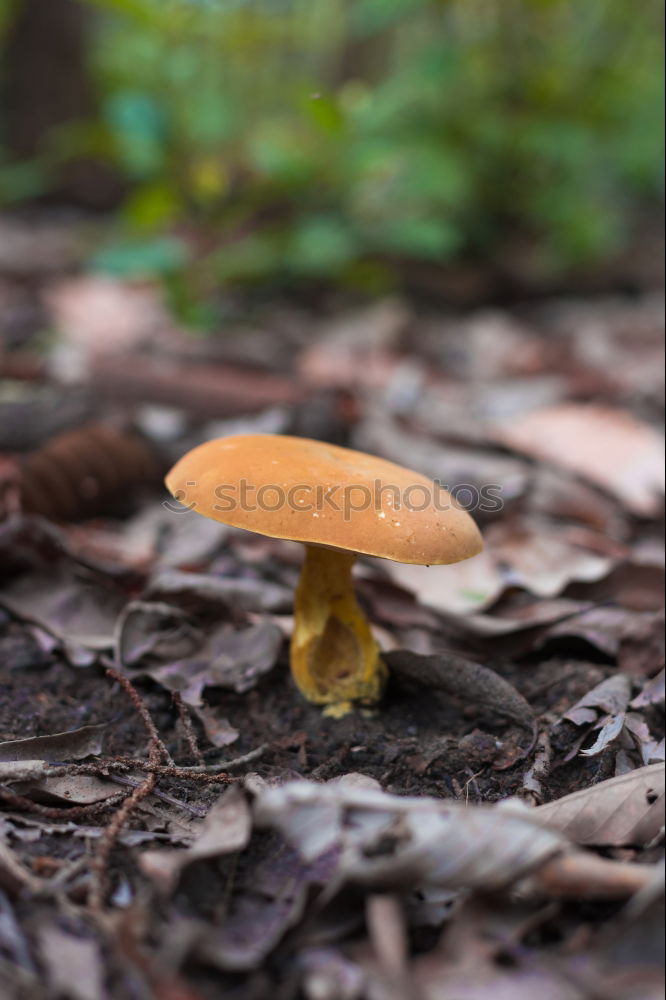 Similar – Image, Stock Photo stone mushroom Food