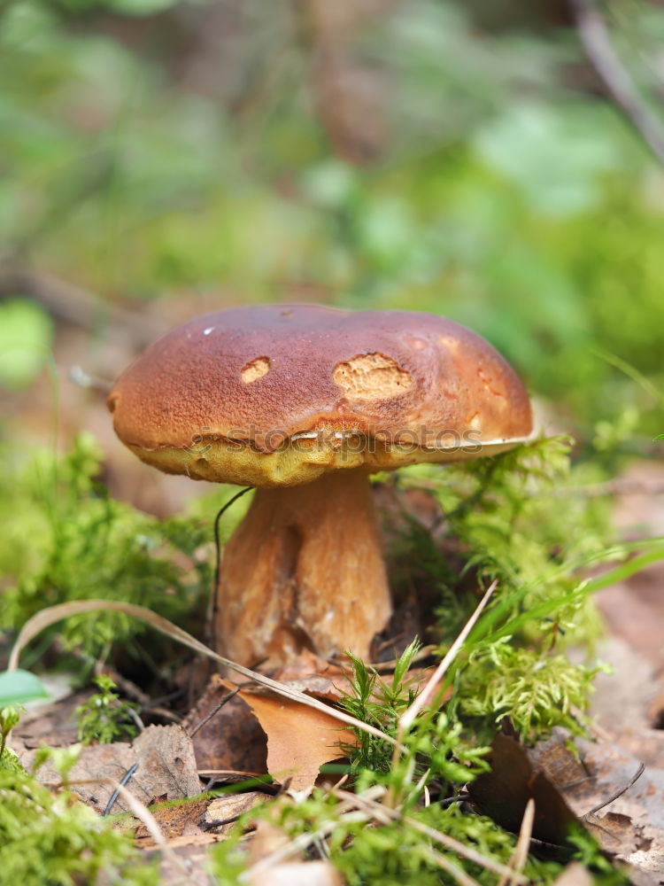 Similar – Image, Stock Photo Mushrooms on trunk Eifel