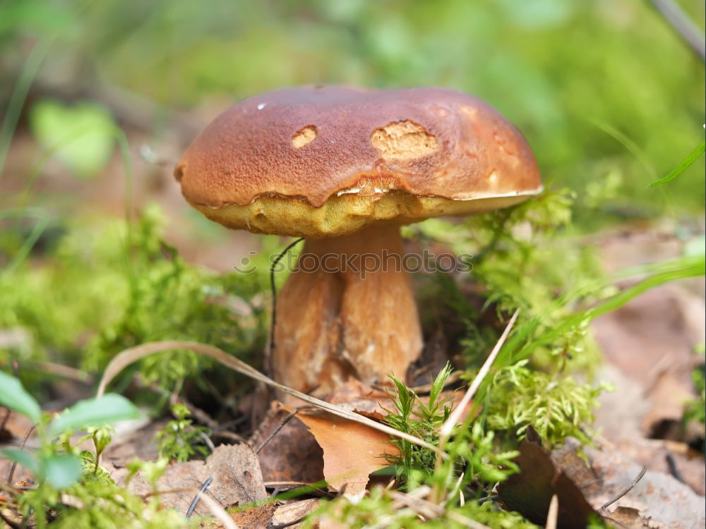 Similar – Image, Stock Photo Chestnut during sunbathing