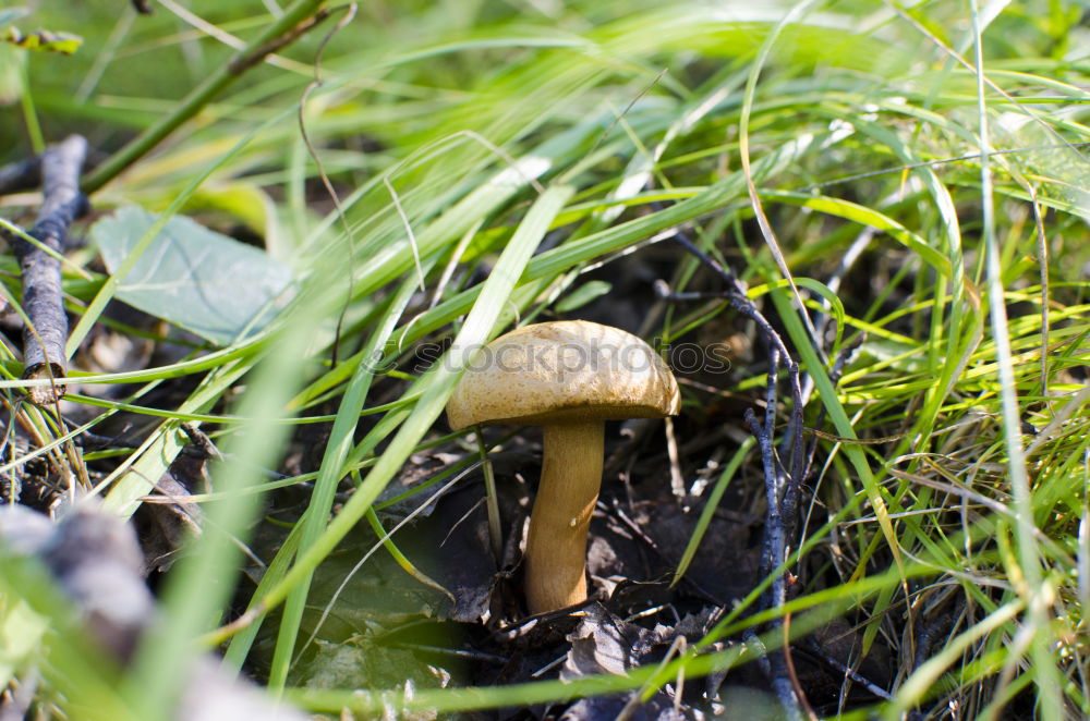 Ein Riesenschirmling auf der Wiese aus der Froschperspektive